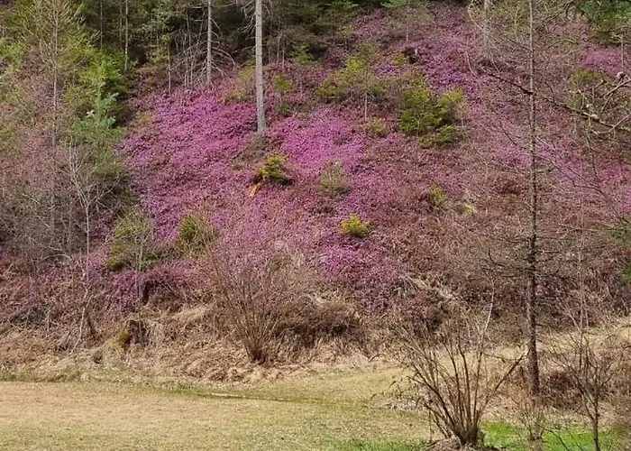 Apartment Mittelpunkt - Kaufmann *